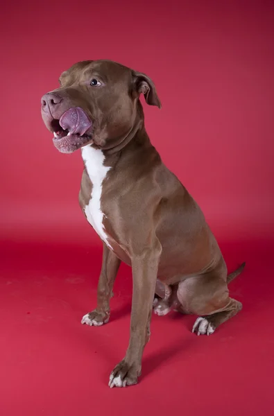 Pitbull — Stock Photo, Image