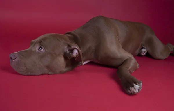 Pitbull. — Fotografia de Stock