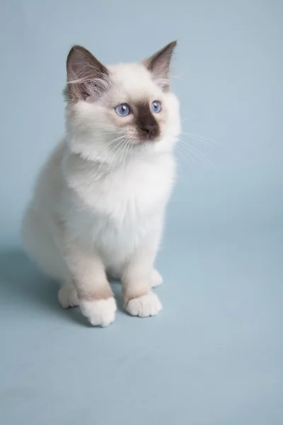 Ragdoll — Stock fotografie