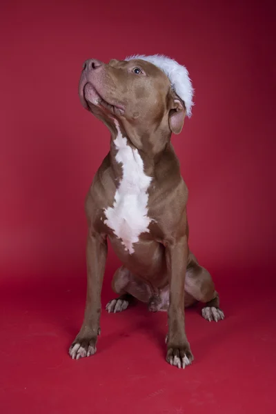 Pitbull. — Fotografia de Stock