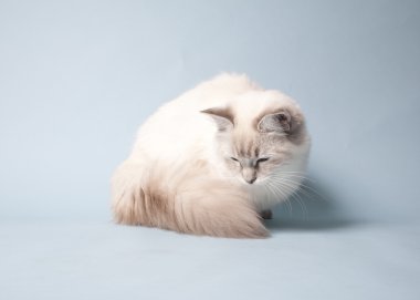 Ragdoll