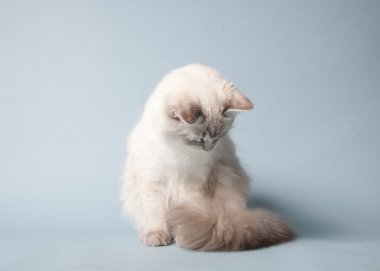 Ragdoll