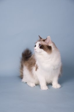 Ragdoll kedi yavrusu