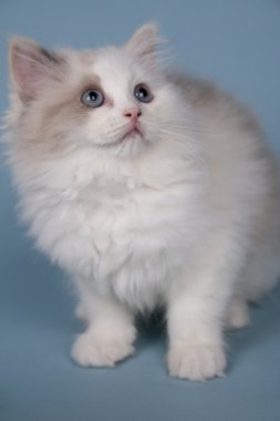 Ragdoll kedi yavrusu