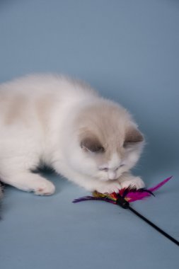 Ragdoll kedi yavrusu