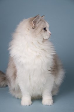 Ragdoll kedi yavrusu