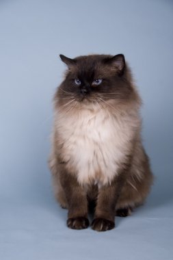 Ragdoll kedi yavrusu