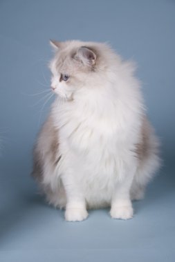 Ragdoll kedi yavrusu