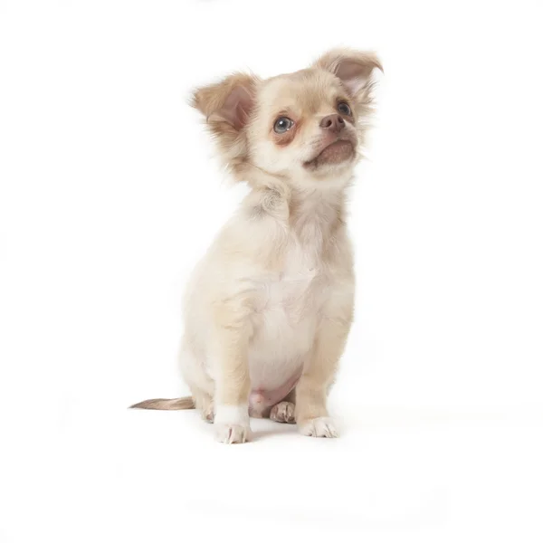 Chihuahua — Stockfoto