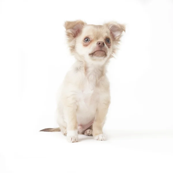 Chihuahua — Stockfoto