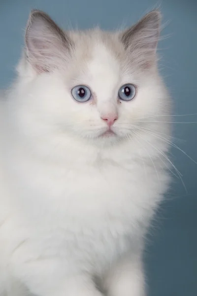 ラグドールの子猫 — ストック写真
