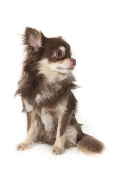 Chihuahua — Stockfoto