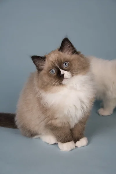 Ragdoll kedi yavrusu — Stok fotoğraf