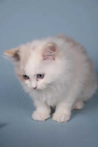 Gatinho ragdoll — Fotografia de Stock