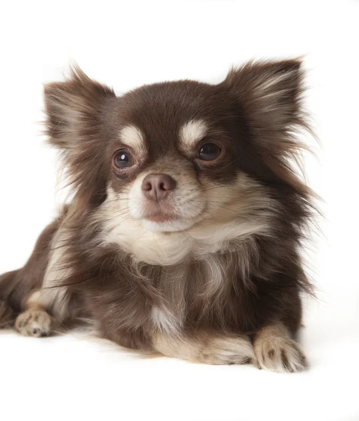 Chihuahua — Stock Photo, Image