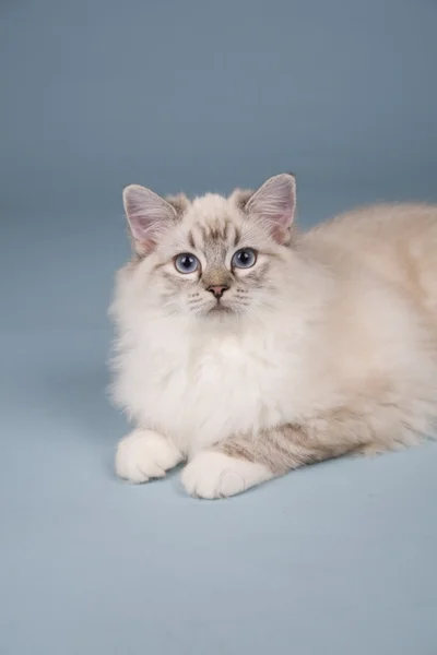 Gatinho ragdoll — Fotografia de Stock