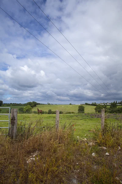 Abuelo Maisy — Foto de Stock