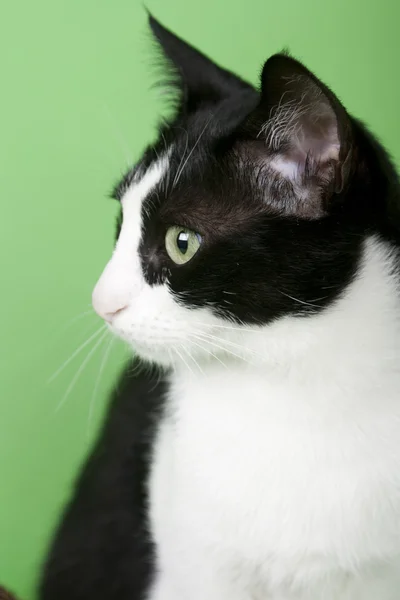 Černá a bílá kočka Stock Obrázky