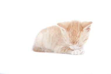 Kırmızı kedi garfield seviyorum