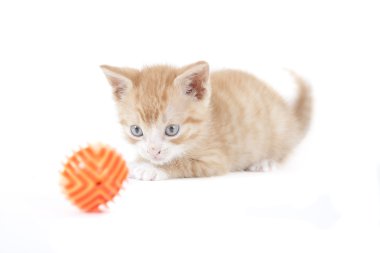 Kırmızı kedi garfield seviyorum