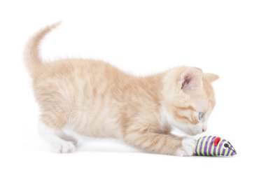 Kırmızı kedi garfield seviyorum