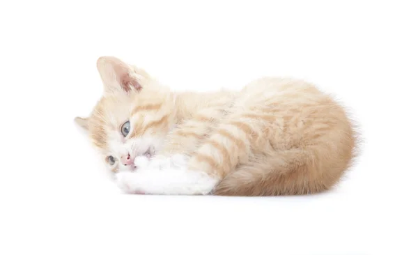 Red kitten Garfield like — Stock Photo, Image