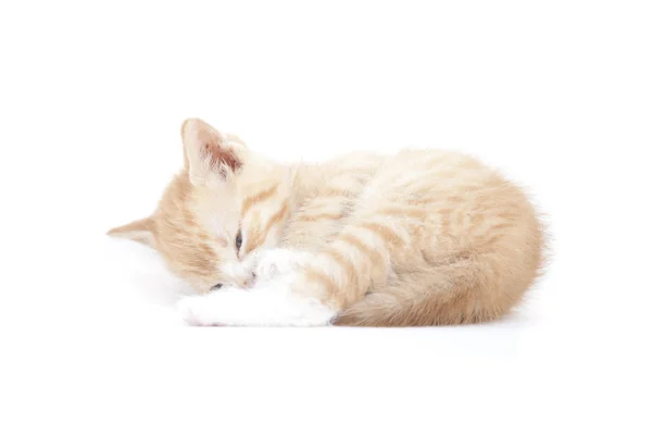 Kırmızı kedi garfield seviyorum — Stok fotoğraf