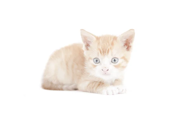 Się w czerwony kot garfield — Zdjęcie stockowe