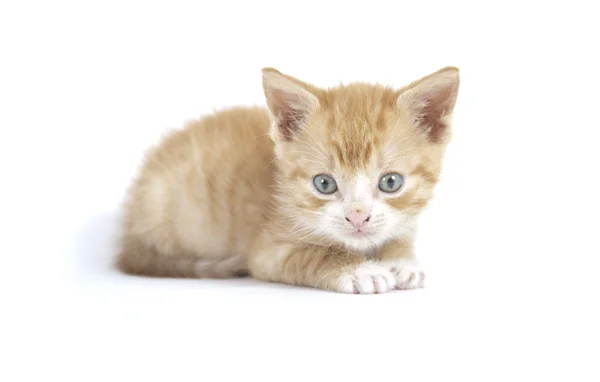 Red kitten Garfield like — Stock Photo, Image