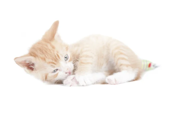 Red kitten Garfield like — Stock Photo, Image