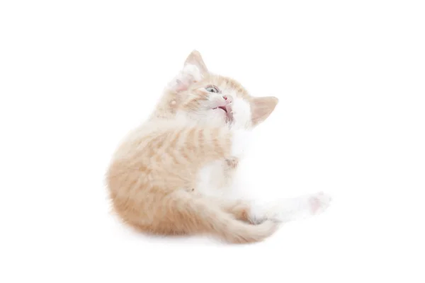 Się w czerwony kot garfield — Zdjęcie stockowe