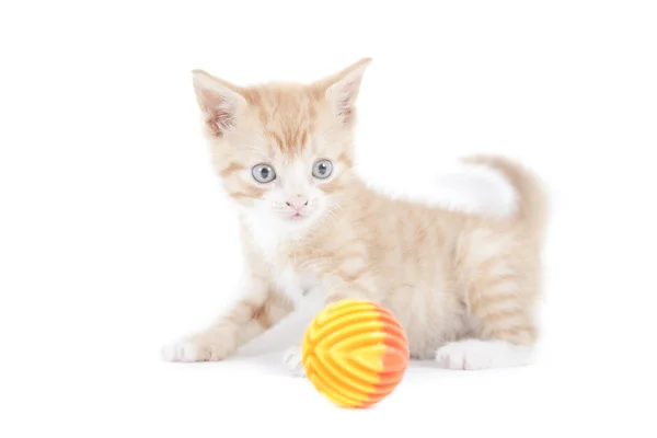 Rode kitten garfield graag — Stockfoto