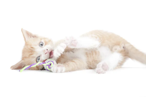 Red kitten Garfield like — Stock Photo, Image