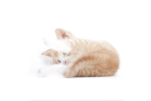 Red kitten Garfield like — Stock Photo, Image