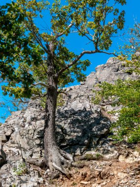 Dağdaki tek bir ağaç, kökleriyle dağdaki bir açıyla sabit duruyor. Toprağa gömüyorlar..