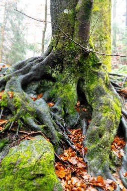 Kökleri taşın üzerinde büyüyen kayalar üzerindeki ağaç toprağa dönüşür..