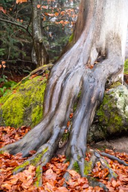 Ağacın çıplak kökü taşın üstünde akan su gibi yuvarlanır.