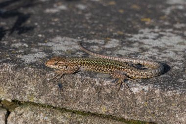 Podarci kertenkelesi İspanya 'da ilkbaharda güneşlenen taş bir duvarda.