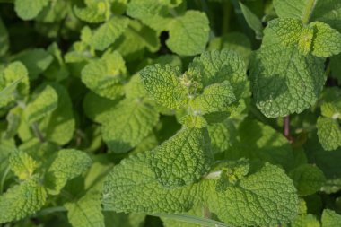 elmalı nane bitkisinin yaz aylarındaki detaylı görüntüsü