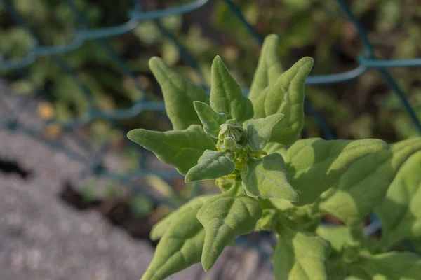 New Zealand Spinach Leaves Close View Sunlight Outdoors — Stock Photo, Image