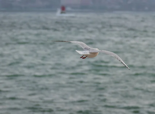 black headed seagull seen from behind flying over the sea in winter in Spain