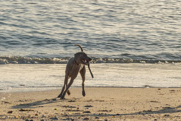 Weimaraner Koira Leikkii Kepillä Rannalla Aurinkoisena Päivänä — kuvapankkivalokuva