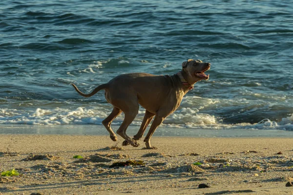 Weimaraner Dog Running Beach Sunny Day Autumn Spain — Stock Photo, Image