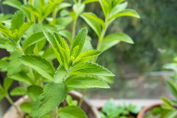 Закрытый Вид Листья Кандилистника Дневным Светом Помещении Stevia Rebaudiana — стоковое фото