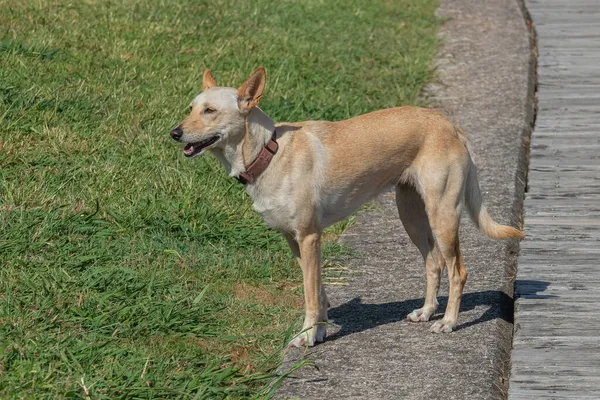 Cão Caça Português Parque Verão Espanha — Fotografia de Stock