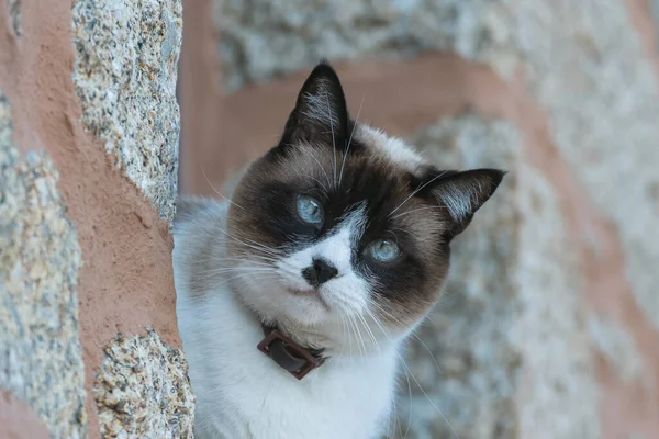 Gato Alféizar Ventana Mira Curiosamente Exterior Casa —  Fotos de Stock