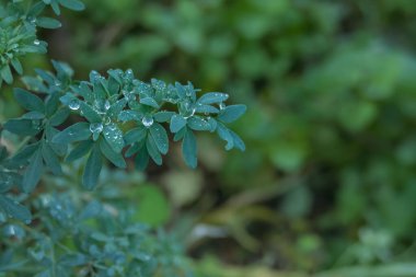 Rue bitkisinin yapraklarının ayrıntıları. Yağmur damlaları açık hava manzarası.