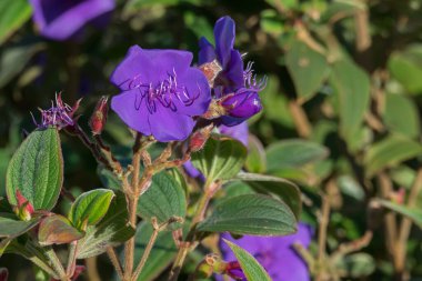 Çiçek açan görkemli çalılık yaz mevsiminde açık havada güneş ışığıyla kapanıyor.