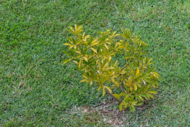 Schefflera arboricola çeşitli şemsiye ağacı çevresi çimlerle çevrili.