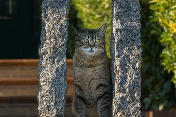 Gato Gris Sentado Visto Desde Frente Pared Exterior Del Jardín —  Fotos de Stock